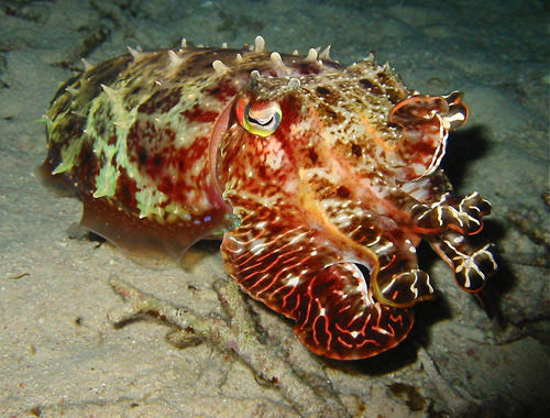 Camera shy cuttlefish at night